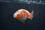 Baby Ranchu Sakura 3 Inch (ID#1227R9c-31) Free2Day SHIPPING