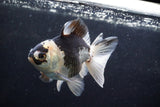 Thai Oranda  Panda 4.5 Inch (ID#920To2b-88) Free2Day SHIPPING