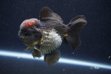 Short Body Thai Oranda  Tricolor 4 Inch (ID#1008To14a-43) Free2Day SHIPPING