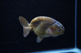 Ranchu  Green 3.5 Inch (ID#307R8c-58) Free2Day SHIPPING