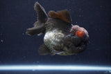 Short Body Thai Oranda  Tricolor 4 Inch (ID#1008To14a-43) Free2Day SHIPPING