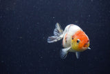 Juvenile Ranchu  Calico 3.5 Inch (ID#1224R9b-55) Free2Day SHIPPING