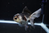 Juvenile Thai Oranda  Panda 3.5 Inch (ID#1112To13b-90) Free2Day SHIPPING