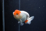 Juvenile Lionchu  Red White 3.5 Inch (ID#1231R11a-13) Free2Day SHIPPING