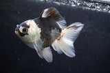 Thai Oranda  Panda 4.5 Inch (ID#920To2b-88) Free2Day SHIPPING