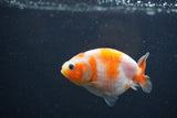 Baby Ranchu Sakura 3 Inch (ID#1227R9c-31) Free2Day SHIPPING