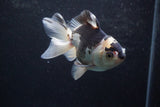 Thai Oranda  Panda 4.5 Inch (ID#920To2b-88) Free2Day SHIPPING