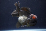 Short Body Thai Oranda  Tricolor 4 Inch (ID#1008To14a-43) Free2Day SHIPPING