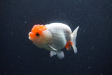 Juvenile Lionchu  Red White 3.5 Inch (ID#1231R11a-13) Free2Day SHIPPING