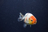 Juvenile Ranchu  Calico 3.5 Inch (ID#1224R9b-55) Free2Day SHIPPING