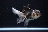 Juvenile Thai Oranda  Panda 3.5 Inch (ID#1112To13b-90) Free2Day SHIPPING