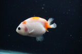 Baby Ranchu Sakura 3 Inch (ID#1227R9c-32) Free2Day SHIPPING