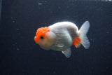 Juvenile Lionchu  Red White 3.5 Inch (ID#1231R11a-13) Free2Day SHIPPING