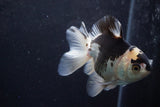 Thai Oranda  Panda 4.5 Inch (ID#920To2b-88) Free2Day SHIPPING