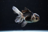 Juvenile Thai Oranda  Panda 3.5 Inch (ID#1112To13b-90) Free2Day SHIPPING