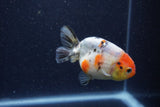 Juvenile Ranchu  Calico 3.5 Inch (ID#1224R9b-55) Free2Day SHIPPING