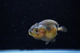 Ranchu  Red Black 3 Inch (ID#307R8c-59) Free2Day SHIPPING