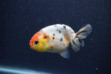 Juvenile Ranchu  Calico 3.5 Inch (ID#1224R9b-55) Free2Day SHIPPING