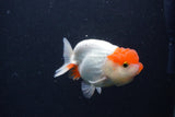 Juvenile Lionchu  Red White 3.5 Inch (ID#1231R11a-13) Free2Day SHIPPING