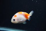 Baby Ranchu Sakura 3 Inch (ID#1227R9c-32) Free2Day SHIPPING