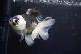 Thai Oranda  Panda 4.5 Inch (ID#920To2b-88) Free2Day SHIPPING