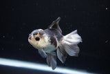 Juvenile Thai Oranda  Panda 3.5 Inch (ID#1112To13b-90) Free2Day SHIPPING