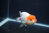 Juvenile Lionchu  Red White 3.5 Inch (ID#1231R11a-13) Free2Day SHIPPING