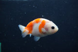 Baby Ranchu Sakura 3 Inch (ID#1227R9c-32) Free2Day SHIPPING