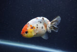 Juvenile Ranchu  Calico 3.5 Inch (ID#1224R9b-55) Free2Day SHIPPING