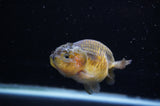 Ranchu  Red Black 3 Inch (ID#307R8c-59) Free2Day SHIPPING