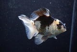 Thai Oranda  Panda 4.5 Inch (ID#920To2b-88) Free2Day SHIPPING