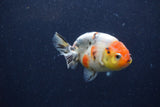 Juvenile Ranchu  Calico 3.5 Inch (ID#1224R9b-55) Free2Day SHIPPING