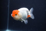 Juvenile Lionchu  Red White 3.5 Inch (ID#1231R11a-13) Free2Day SHIPPING