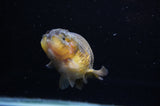 Ranchu  Red Black 3 Inch (ID#307R8c-59) Free2Day SHIPPING