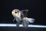 Juvenile Thai Oranda  Panda 3.5 Inch (ID#1112To13b-90) Free2Day SHIPPING