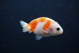 Baby Ranchu Sakura 3 Inch (ID#1227R9c-32) Free2Day SHIPPING