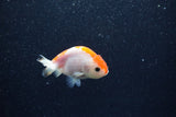 Baby Ranchu  Red White 2.5 Inch (ID#1210R9c-49) Free2Day SHIPPING