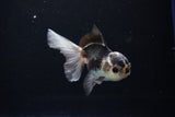 Juvenile Thai Oranda  Panda 3.5 Inch (ID#1112To13b-90) Free2Day SHIPPING