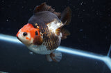 Ryukin  Tricolor 3.5 Inch (ID#408Ry1a-109) Free2Day SHIPPING
