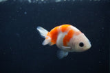 Baby Ranchu Sakura 3 Inch (ID#1227R9c-32) Free2Day SHIPPING