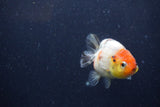 Juvenile Ranchu  Calico 3.5 Inch (ID#1224R9b-55) Free2Day SHIPPING