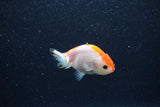 Baby Ranchu  Red White 2.5 Inch (ID#1210R9c-49) Free2Day SHIPPING