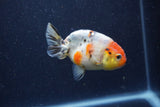 Juvenile Ranchu  Calico 3.5 Inch (ID#1224R9b-55) Free2Day SHIPPING