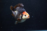 Ryukin  Tricolor 3.5 Inch (ID#408Ry1a-109) Free2Day SHIPPING