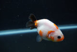 Baby Ranchu  Sakura 3 Inch (ID#1227R9c-33) Free2Day SHIPPING