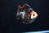 Ryukin  Tricolor 3.5 Inch (ID#408Ry1a-109) Free2Day SHIPPING