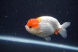 Juvenile Lionchu  Red White 3.5 Inch (ID#1231R11a-14) Free2Day SHIPPING