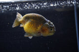 Ranchu  Red Black 3 Inch (ID#307R8c-59) Free2Day SHIPPING