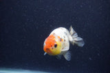 Juvenile Ranchu  Calico 3.5 Inch (ID#1224R9b-55) Free2Day SHIPPING