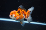 Juvenile Thai Oranda  Tricolor 3.5 Inch (ID#1112To13b-91) Free2Day SHIPPING